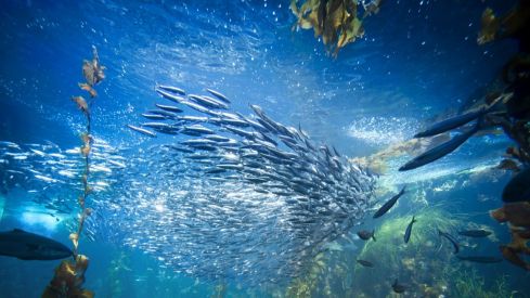 actualidad náutica, noticias náuticas, Menorca, buceo, destino turístico, destino náutico, submarini